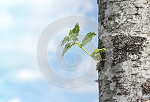 Against the blue sky from the trunk of a birch a small sprout of green leaves