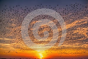 Against the canvas of a fiery sunset sky, a flock of migrating birds takes flight, their graceful forms silhouetted in