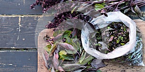 Against a dark background, the basil leaves are prepared for storing them in the freezer and storage for future use. The season