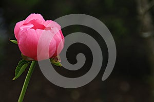 One Single Pink or Red Peony Flower Just Beginning to Open and Bloom on a Solitary Green Stem