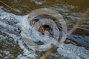 Against the flowAn adult beaver swims upriver in Edmonton Alberta