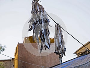 Against sunlight photo of Drying fish Worli Fisherman`s Village Mumbai