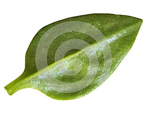 Against a white background, the underside of Aptenia cordifolia\'s leaf displays a lighter shade of green.