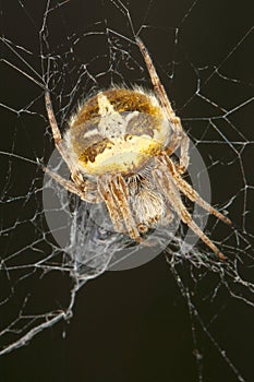 Agalenatea redii / Orb web spider on his net
