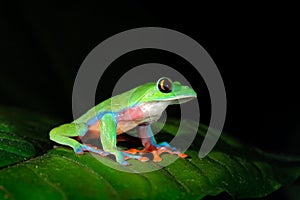 Agalychnis annae, Golden-eyed Tree Frog, green and blue frog on leave, Costa Rica. Wildlife scene from tropic jungle. Forest amphi