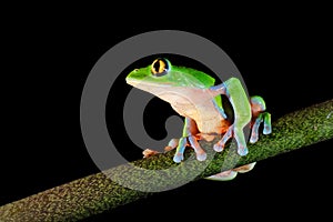 Agalychnis annae, Golden-eyed Tree Frog, green and blue frog on leave, Costa Rica. Wildlife scene from tropical jungle. Forest