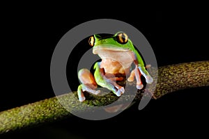 Agalychnis annae, Golden-eyed Tree Frog, green and blue frog on leave, Costa Rica. Wildlife scene from tropical jungle. Forest