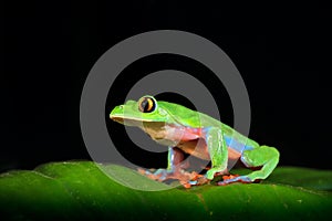 Agalychnis annae, Golden-eyed Tree Frog, green and blue frog on leave, Costa Rica. Wildlife scene from tropical jungle. Forest