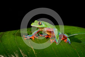 Agalychnis annae, Golden-eyed Tree Frog, green and blue frog on leave, Costa Rica. Wildlife scene from tropical jungle. Forest amp