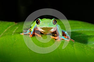 Agalychnis annae, Golden-eyed Tree Frog, green and blue frog on leave, Costa Rica. Wildlife scene from tropical jungle. Forest amp