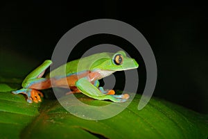 Agalychnis annae, Golden-eyed Tree Frog, green and blue frog on leave, Costa Rica. Wildlife scene from tropical jungle. Forest