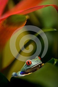 Agalychnis callidryas frog in nature park