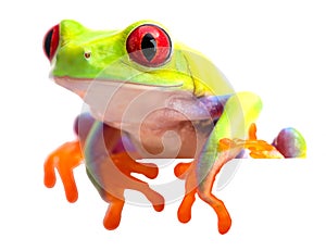 Agalychnis callidryas or the red eyed monkey tree frog