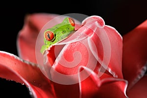 Agalychnis callidryas, Red-eyed Tree Frog, animal with big red eyes, in nature habitat, Costa Rica. Beautiful amphibian in the nig