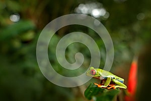 Agalychnis callidryas, Red-eyed Tree Frog, animal with big red eyes, in nature habitat, Costa Rica. Beautiful frog in tropic fores