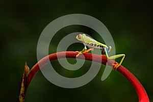 Agalychnis callidryas, Red-eyed Tree Frog, animal with big red eyes, in nature habitat, Panama. Beautiful amphibian in the green v