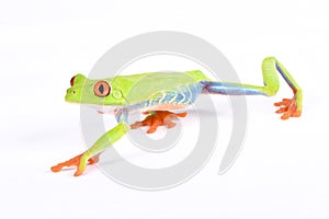 Agalychnis callidryas, Red-eyed treefrog