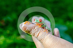 Agalychnis callidryas The Red-eyed Treefrog  is sitting on gloved hands.