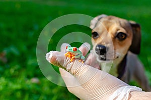 Agalychnis callidryas The Red-eyed Treefrog  is sitting on gloved hands.