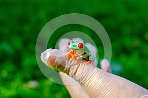 Agalychnis callidryas The Red-eyed Treefrog  is sitting on gloved hands.