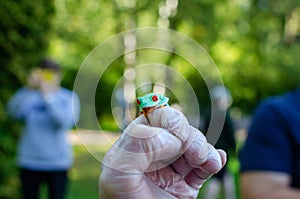 Agalychnis callidryas The Red-eyed Treefrog  is sitting on gloved hands.