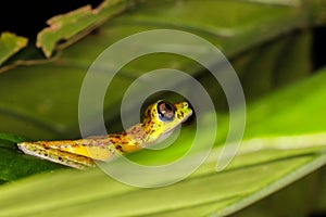 Agalychnis lemur rare treefrog from the jungle