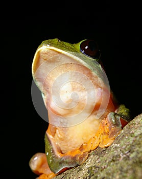 Agalychnis Moreletii 5