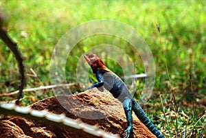 An agama