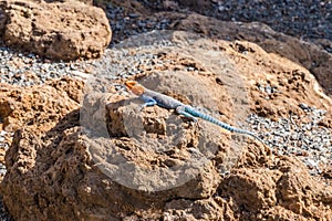 Agama agama or common red-headed rock lizzard