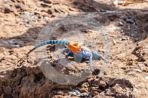 Agama agama or common red-headed rock lizzard