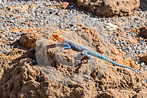 Agama agama or common red-headed rock lizzard