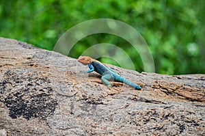 Agama agama Linnaeus - African lizard basking on a stone in the Tsavo East, Kenya