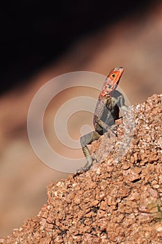 Agama agama - red-headed lizzard in Africa