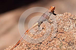 Agama agama - red-headed lizzard in Africa