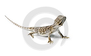 Agama. Baby Bearded Dragon on white background.