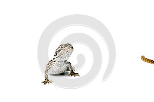 Agama. Baby Bearded Dragon and worm on white background.