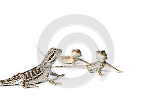 Agama. Baby Bearded Dragons on white background.
