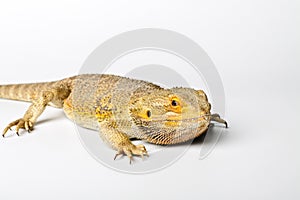 Agama. Bearded dragon on bright.