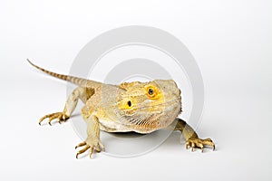 Agama. Bearded dragon on bright.