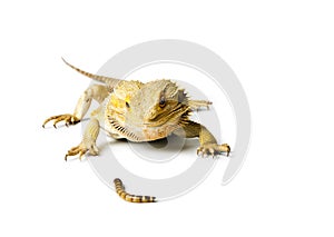 Agama. Bearded dragon on bright.