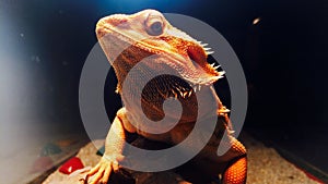 Agama The best animal photomodel