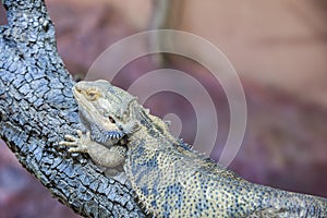 Agama desert, background, closeup, bearded, scale wood beige dragon zoology