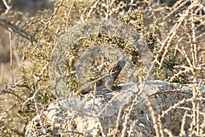 Agama Gardun or Stellion. Lizard on the stone