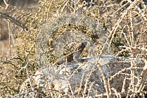 Agama Gardun or Stellion. Lizard on the stone