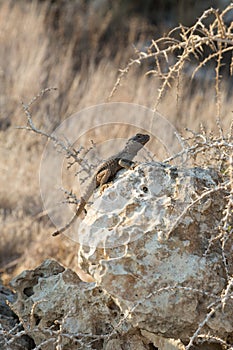 Agama Gardun or Stellion. Lizard on the stone