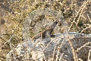 Agama Gardun or Stellion. Lizard on the stone