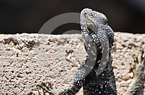 Agama Hardun lizard head