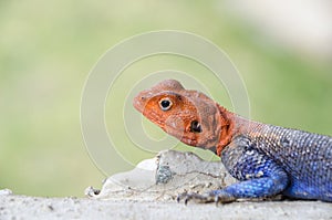 Agama head