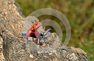 Agama lizard