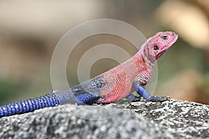 Agama lizard